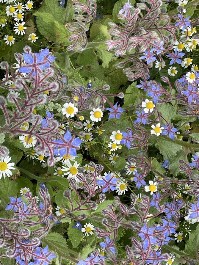 Borage and Chamomile